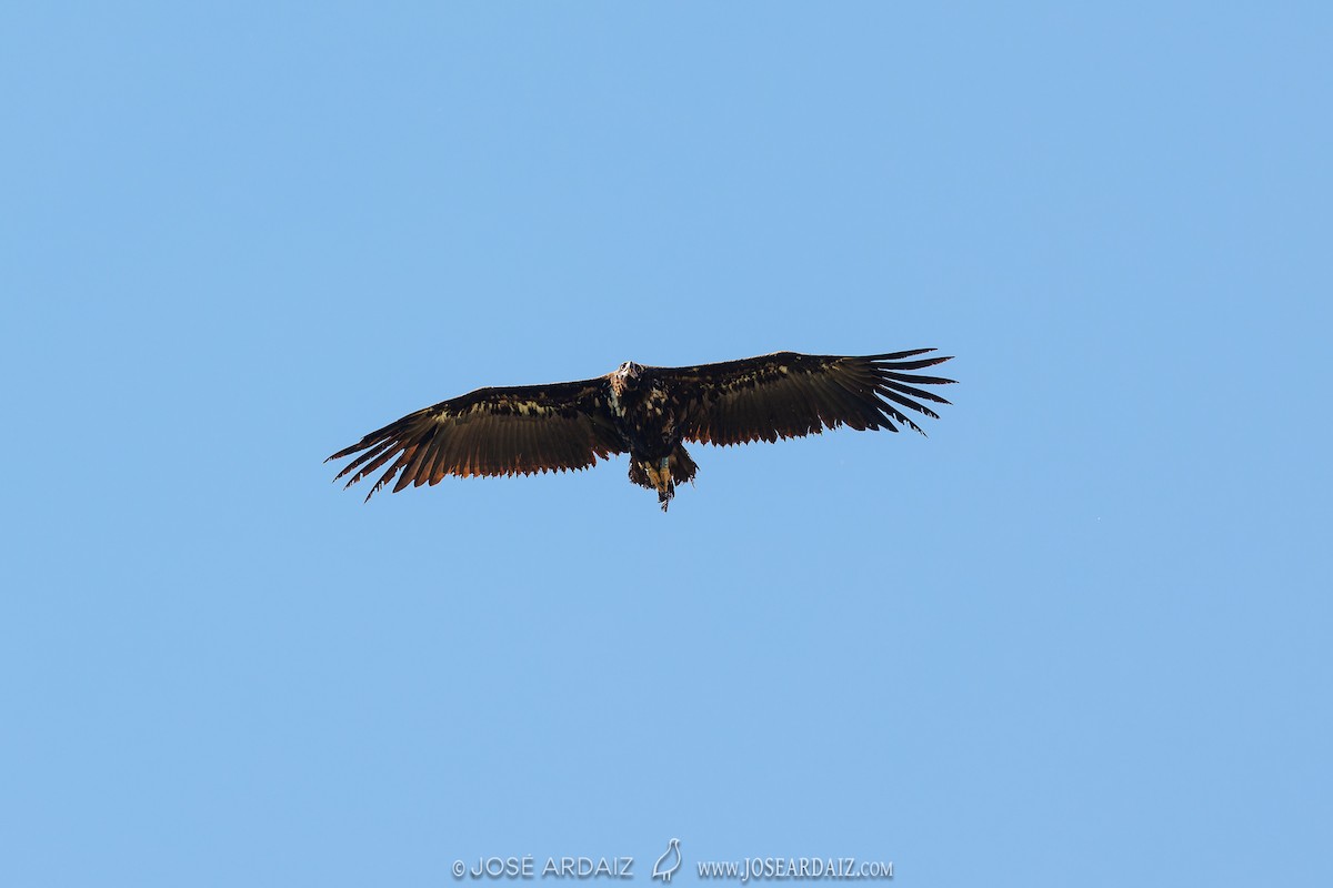Cinereous Vulture - ML619539731