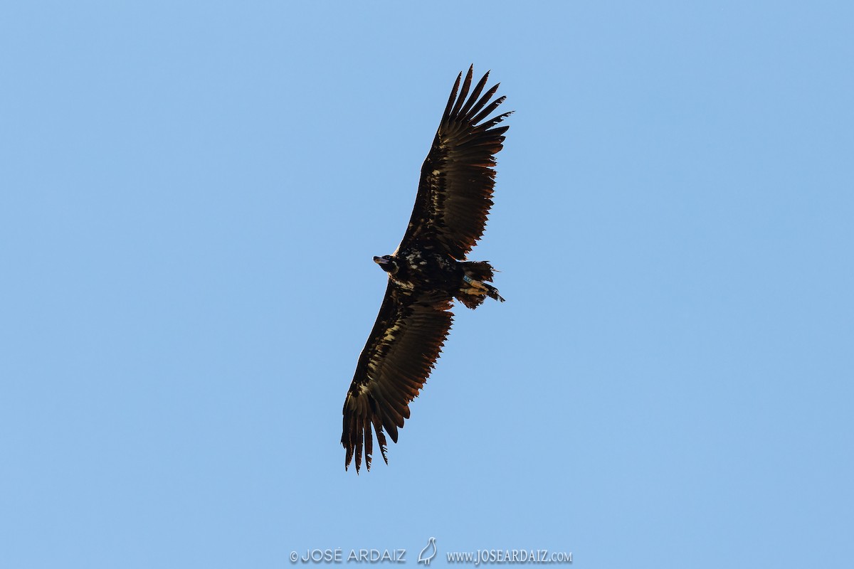 Cinereous Vulture - ML619539732