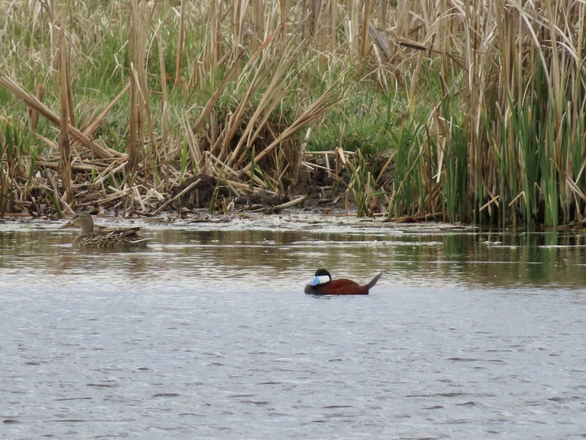 Érismature rousse - ML619539735