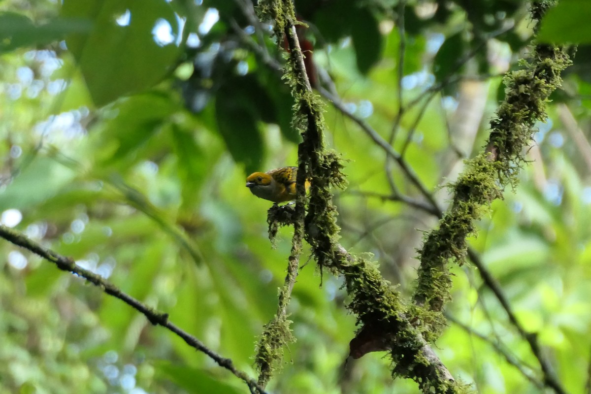 Yellow-bellied Seedeater - Jason Griffin-Mauff