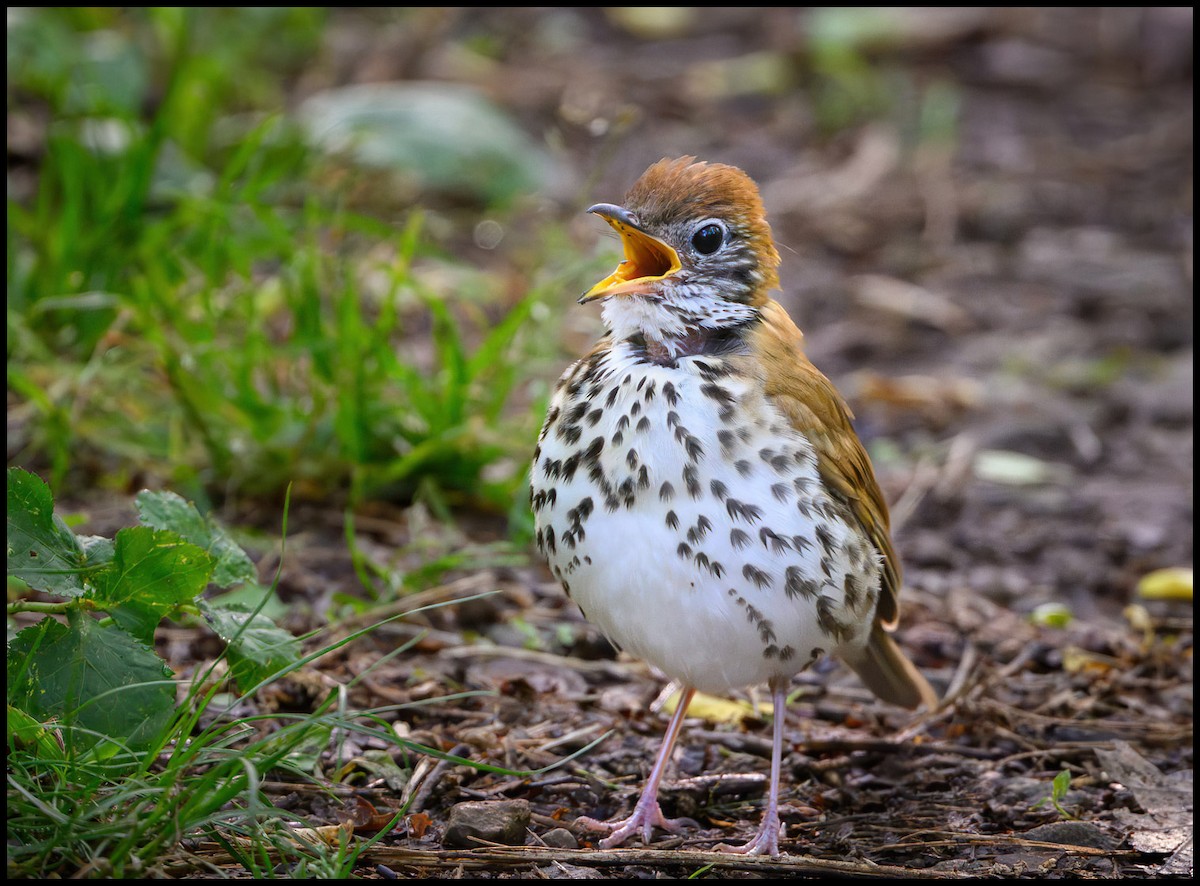 Wood Thrush - Jim Emery