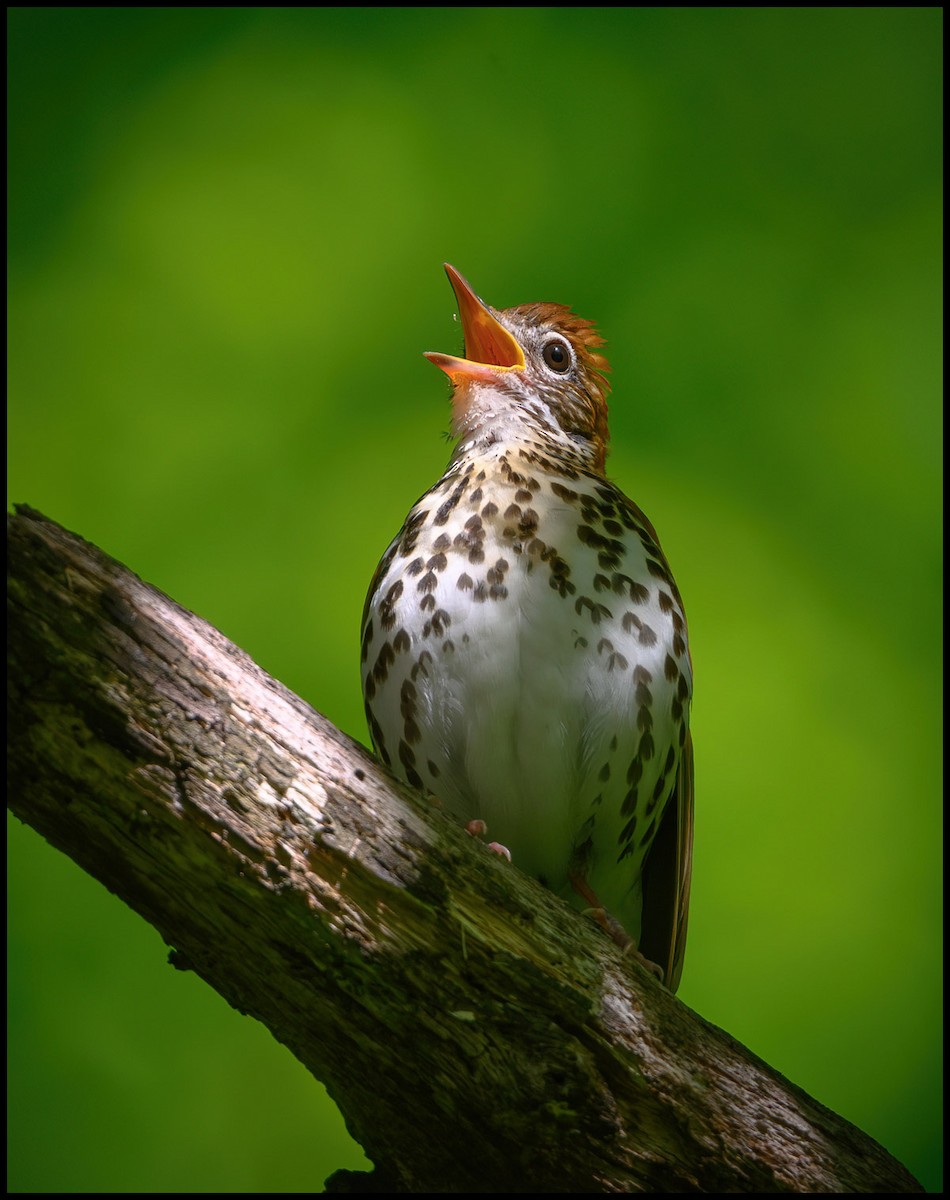 Wood Thrush - ML619539740