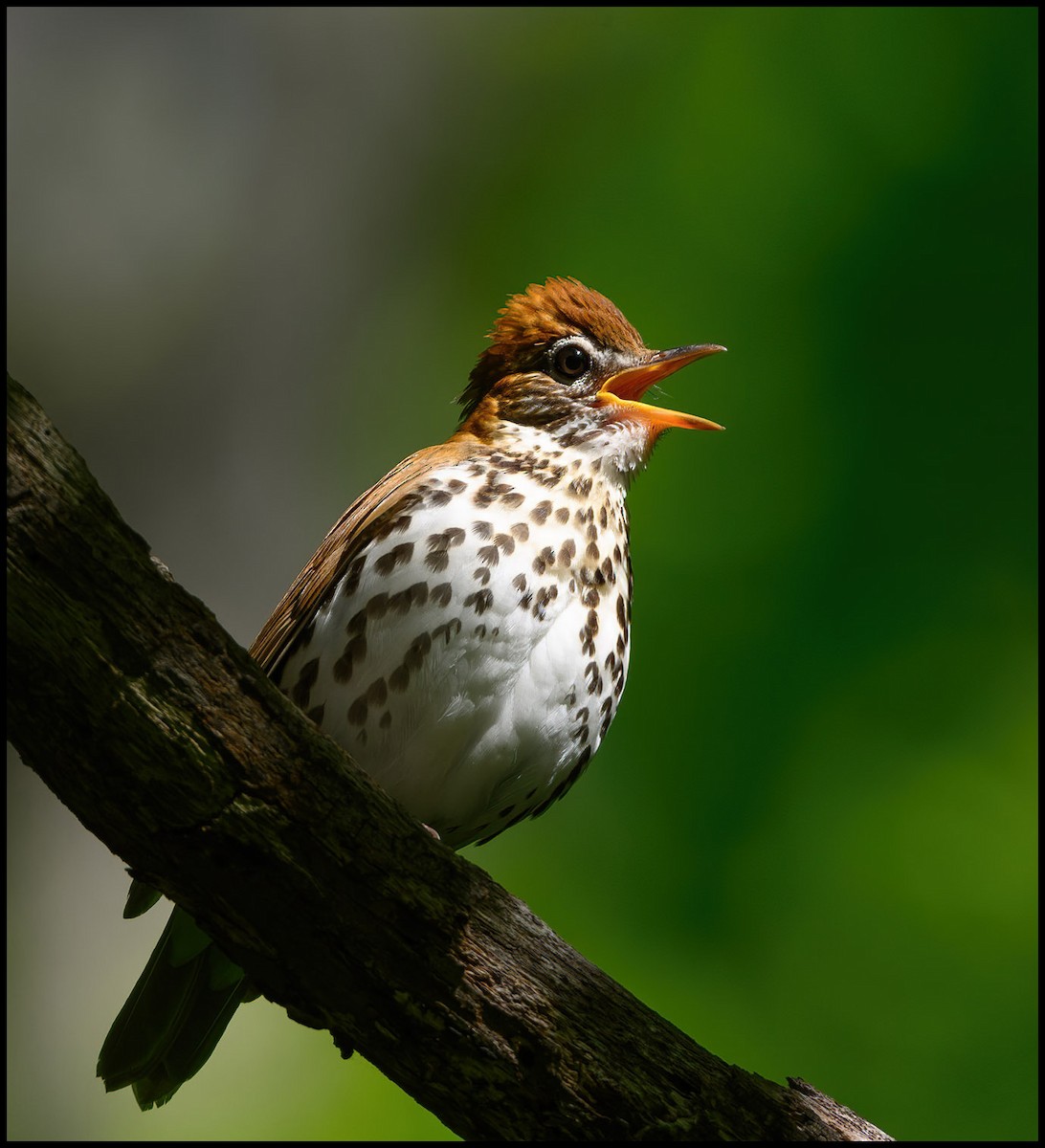 Wood Thrush - Jim Emery