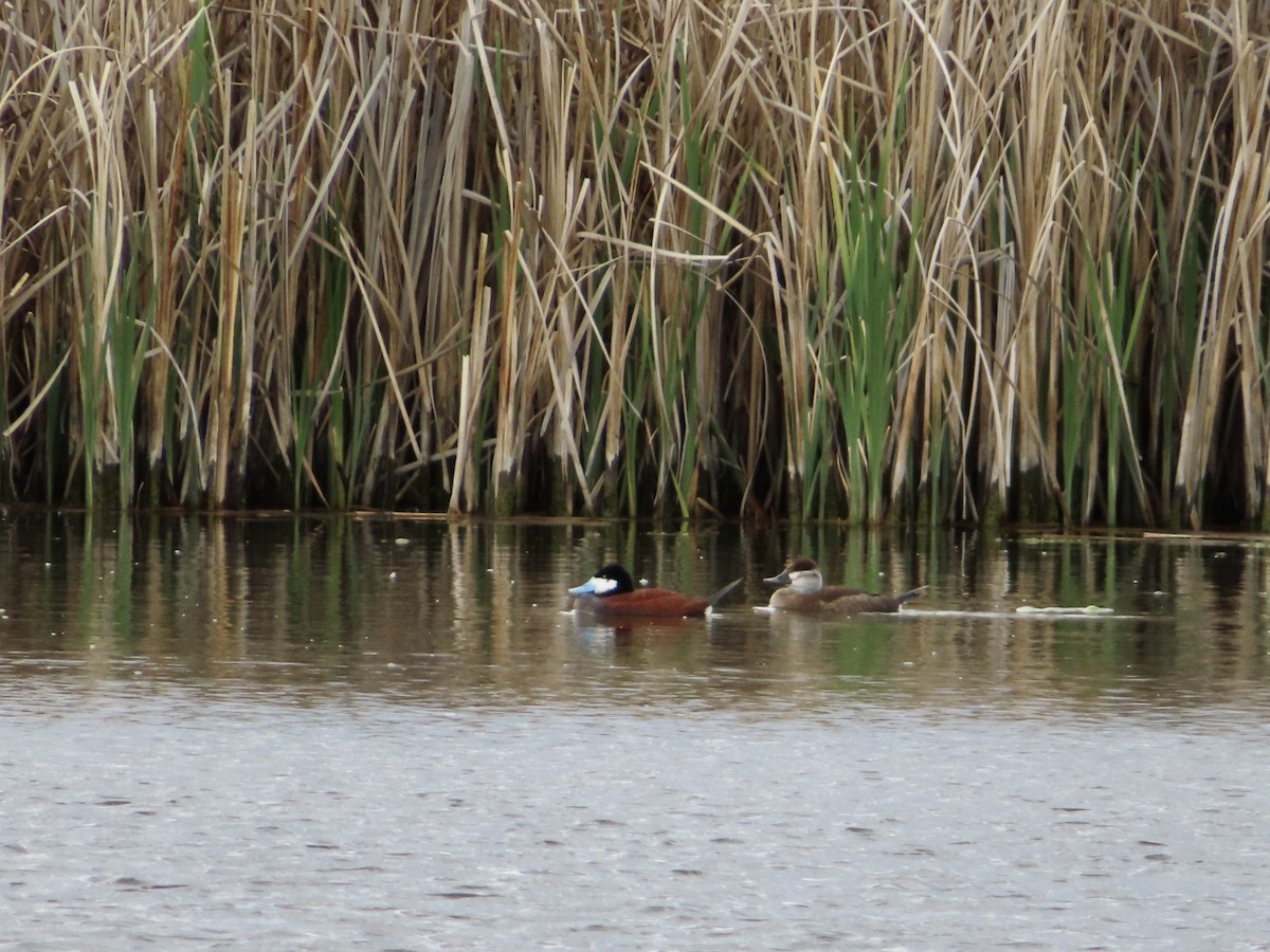 Ruddy Duck - ML619539747