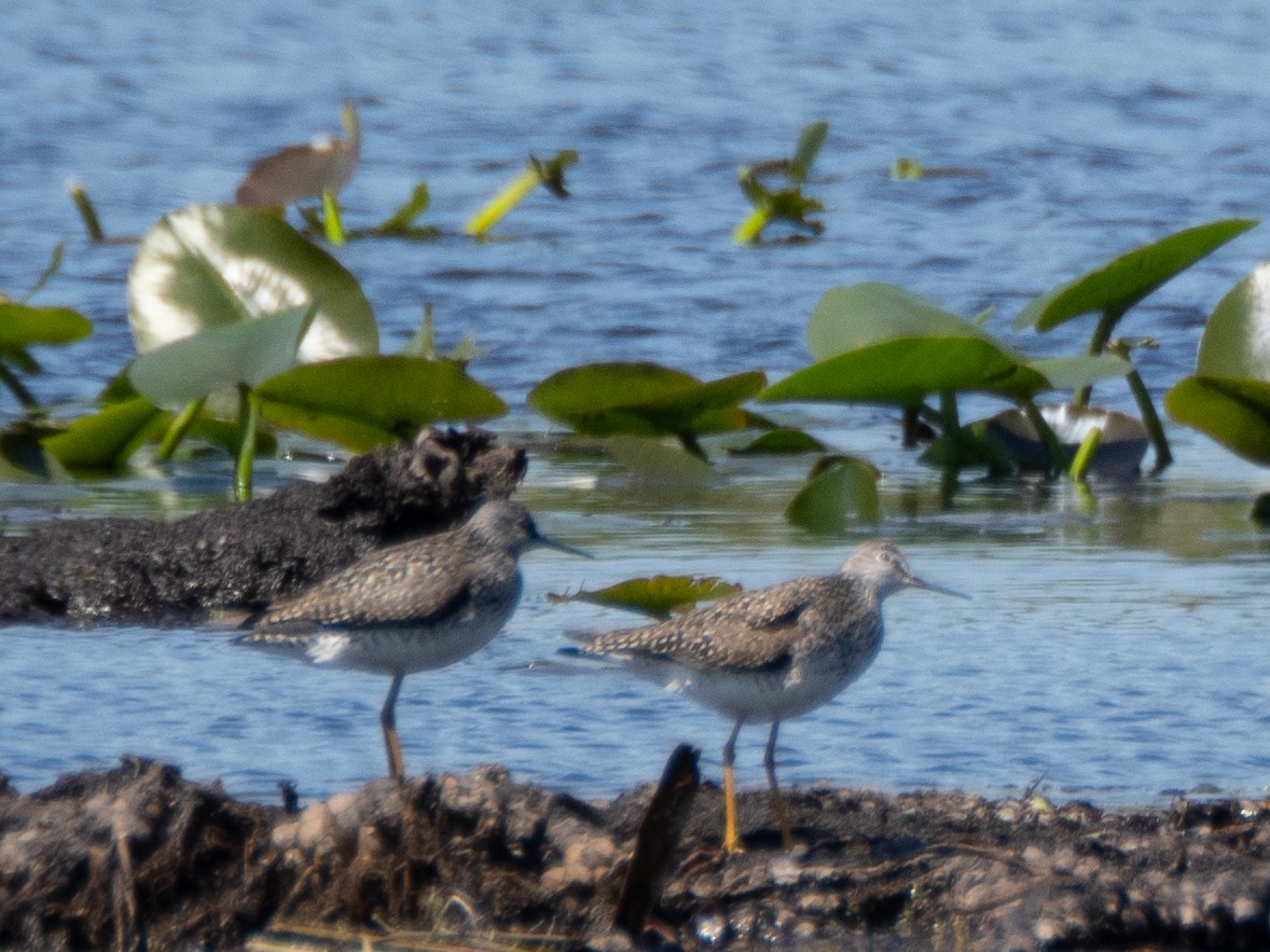 Lesser Yellowlegs - Fay Ratta