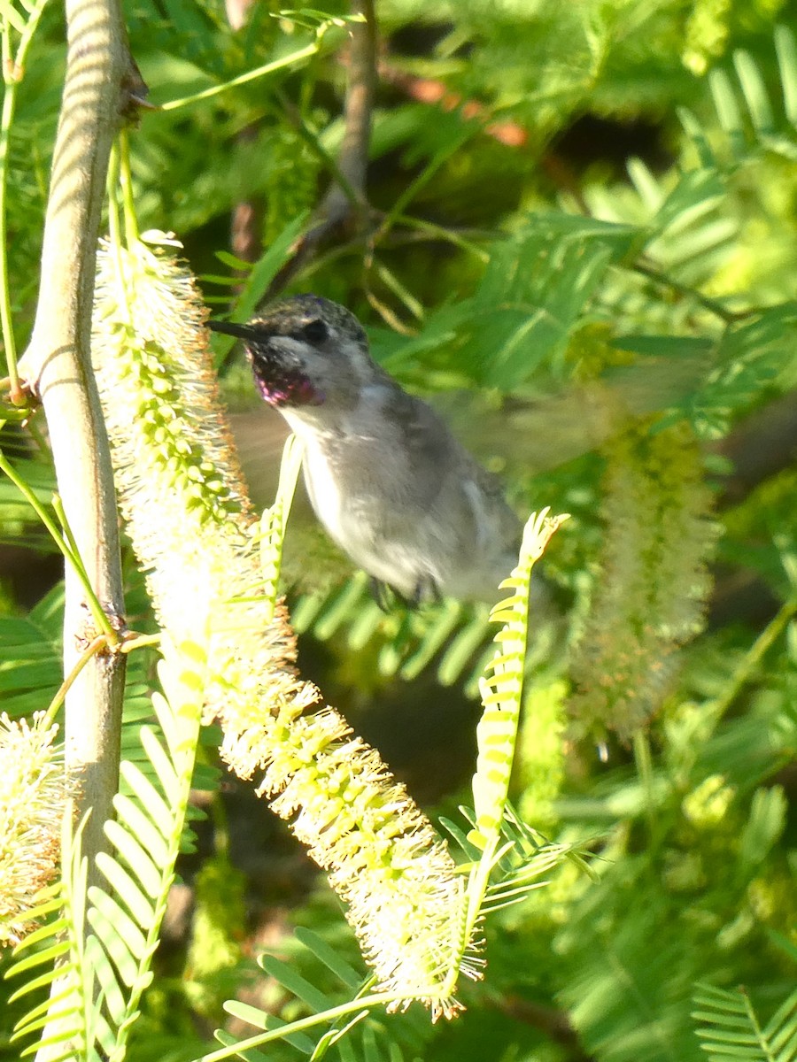 Costa's Hummingbird - ML619539752