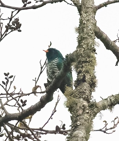 Asian Emerald Cuckoo - Peter Seubert
