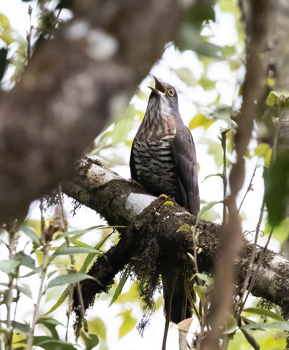 Large Hawk-Cuckoo - Peter Seubert