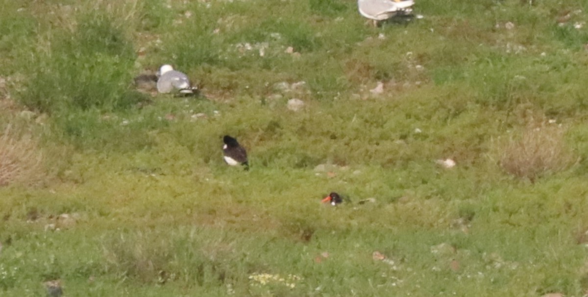 Eurasian Oystercatcher - ML619539757