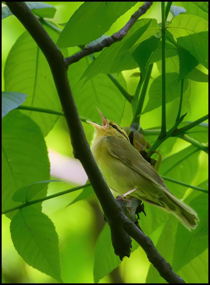 Worm-eating Warbler - Jim Emery