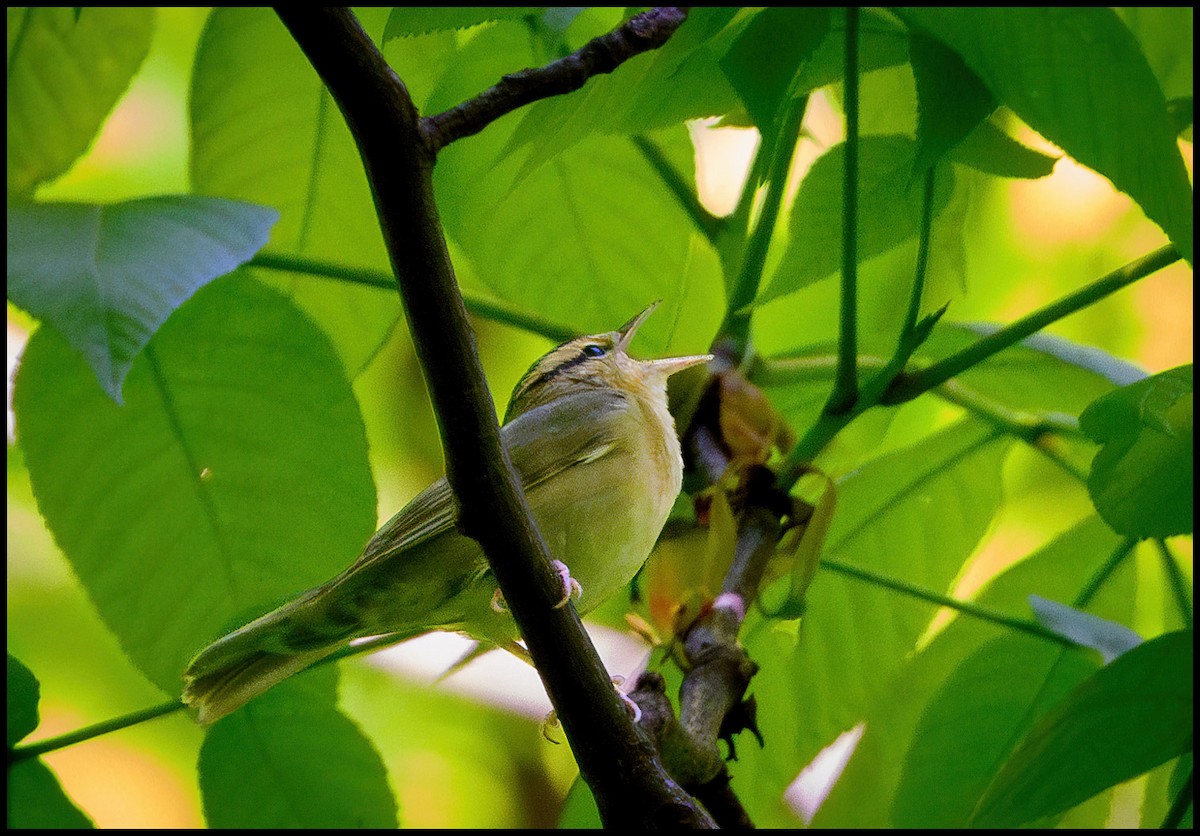 Worm-eating Warbler - Jim Emery