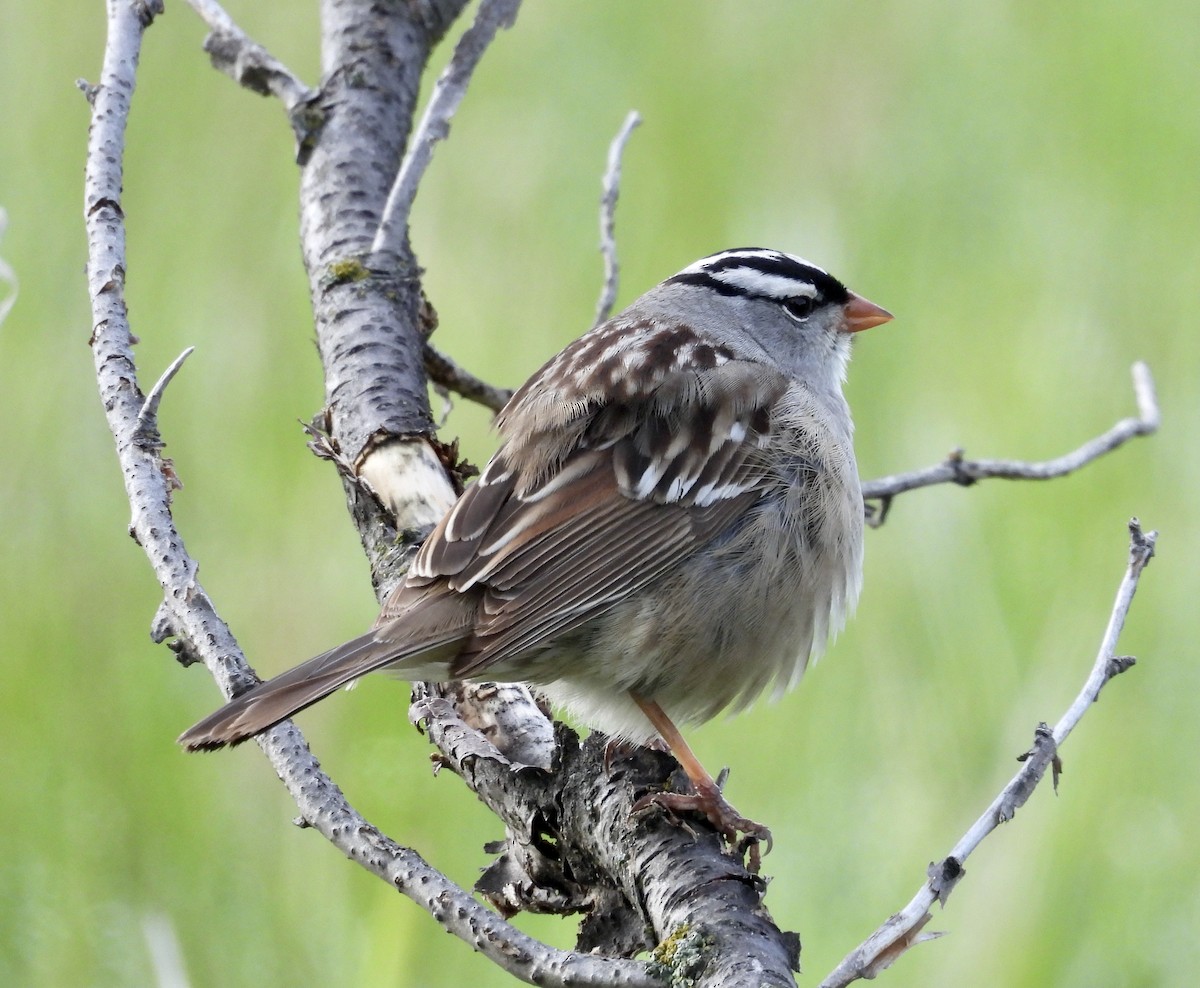 White-crowned Sparrow - Peter Smythe