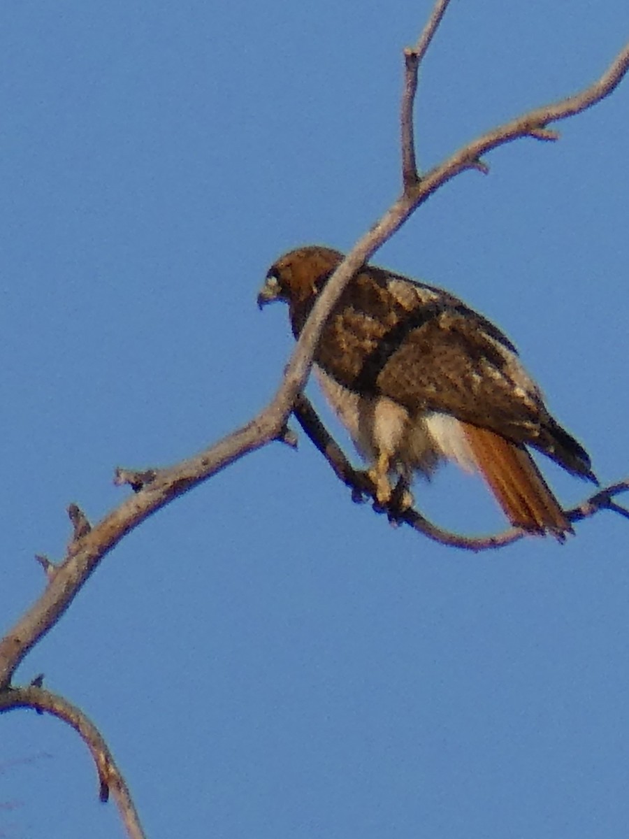 Red-tailed Hawk - K K