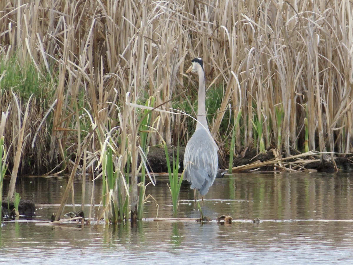 Great Blue Heron - Sara Griesemer