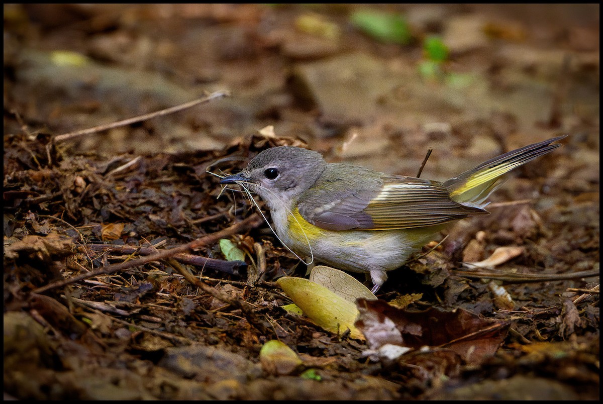 American Redstart - Jim Emery