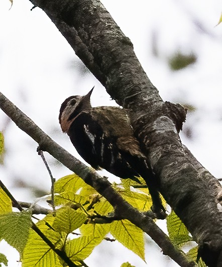 Crimson-naped Woodpecker - Peter Seubert