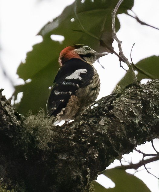 Crimson-naped Woodpecker - Peter Seubert