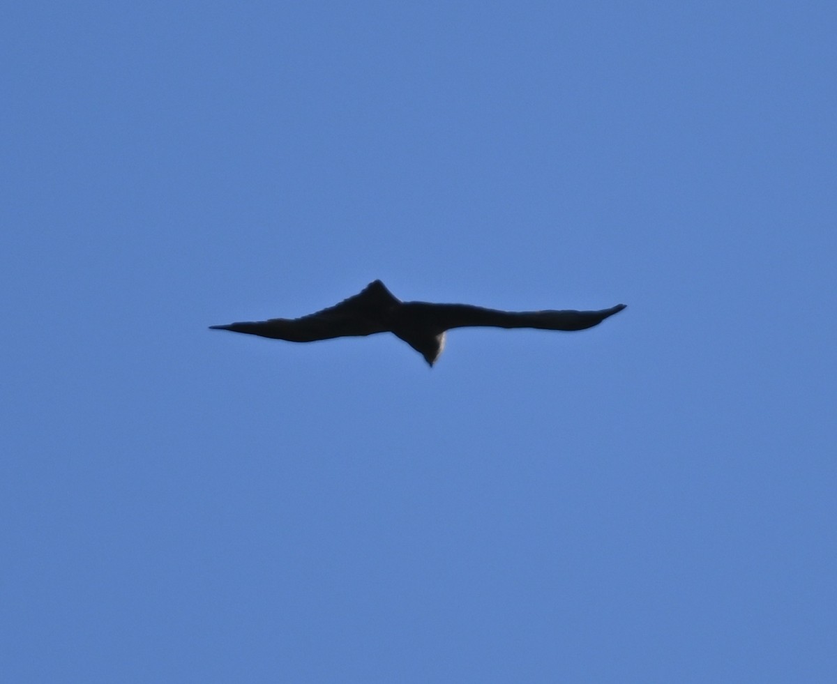 Black Kite - Jake Shorty