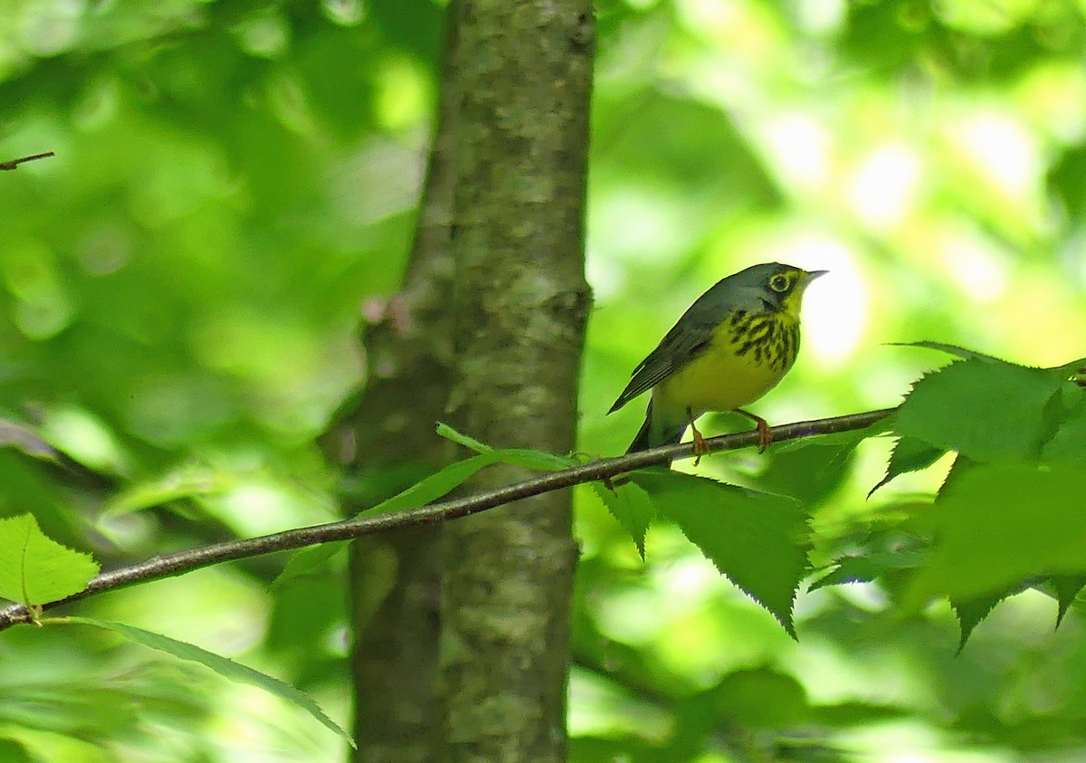 Canada Warbler - Jim Goehring