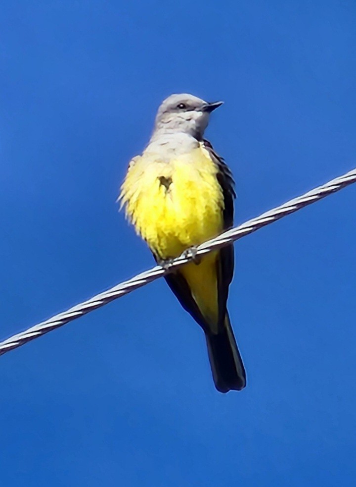 Western Kingbird - Nancy Cox