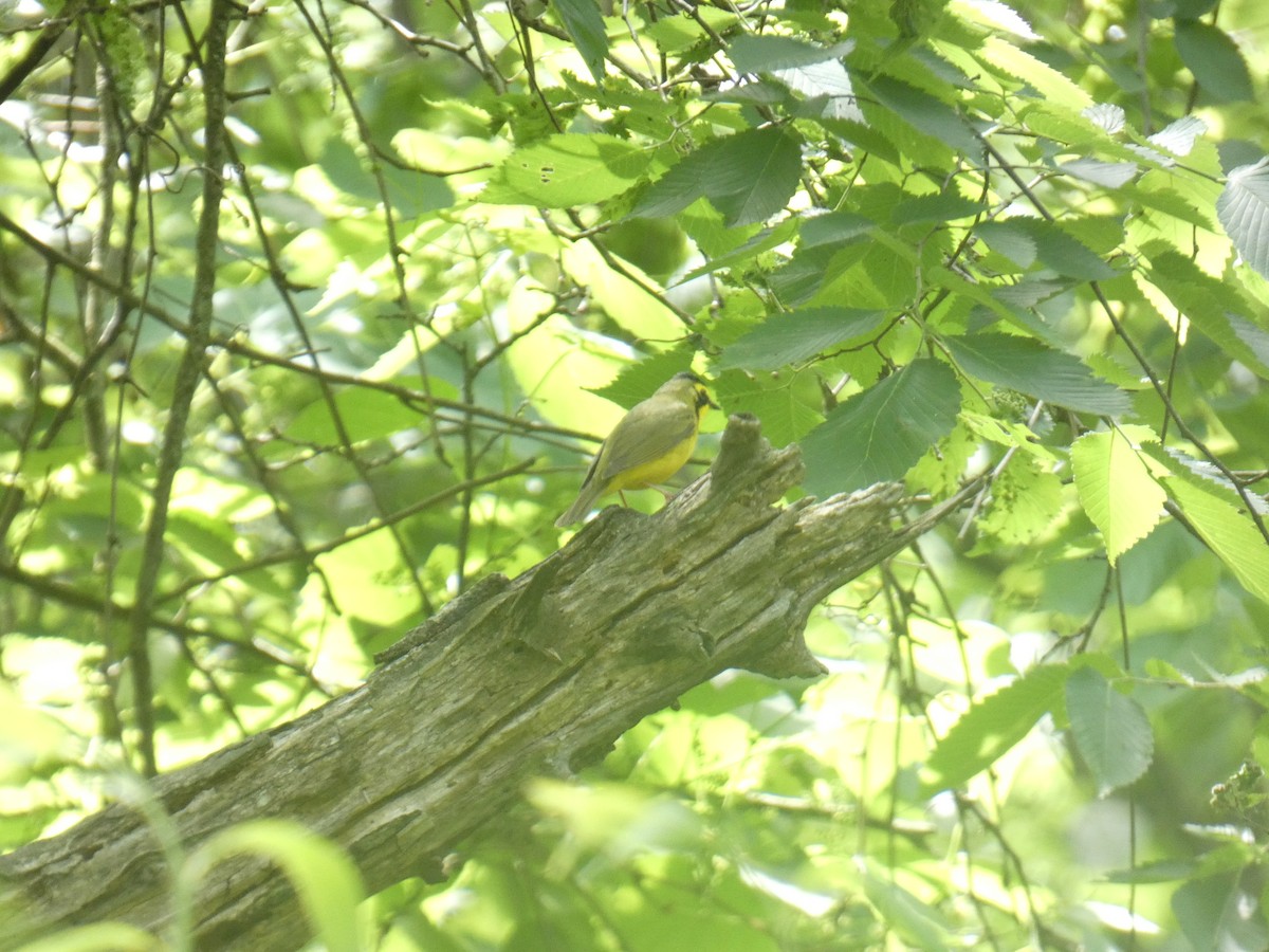 Kentucky Warbler - David Riddle