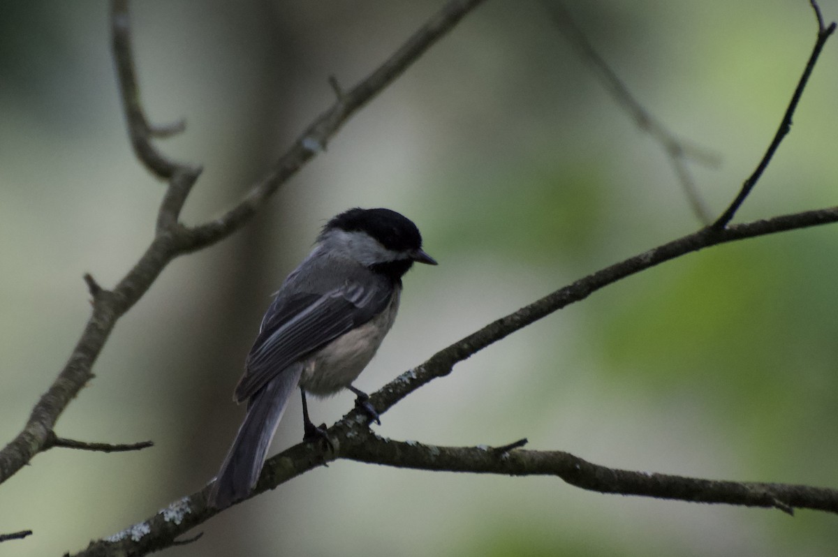 Black-capped Chickadee - ML619539790