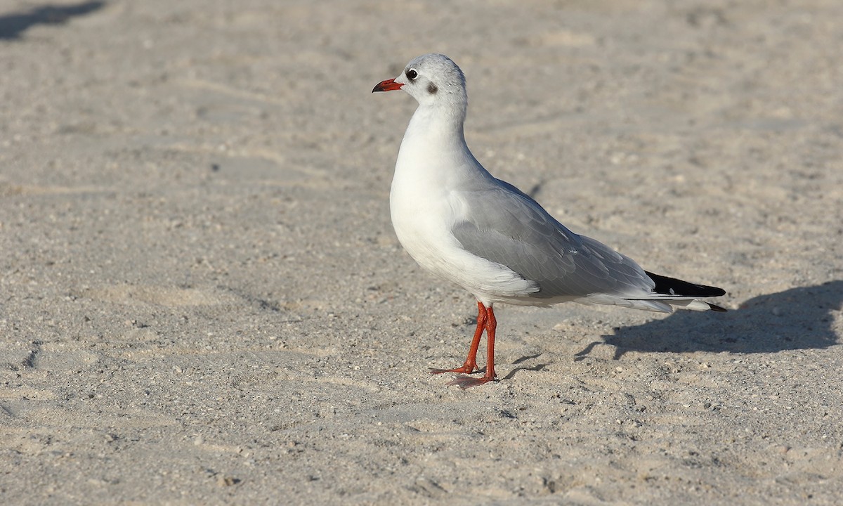 Black-headed Gull - Adrián Braidotti