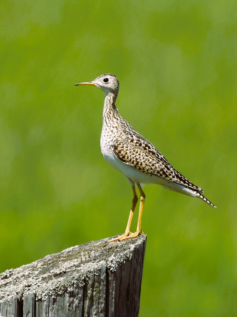 Upland Sandpiper - Frank Rietkerk