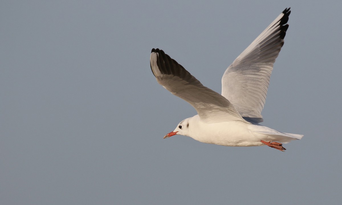 Black-headed Gull - Adrián Braidotti