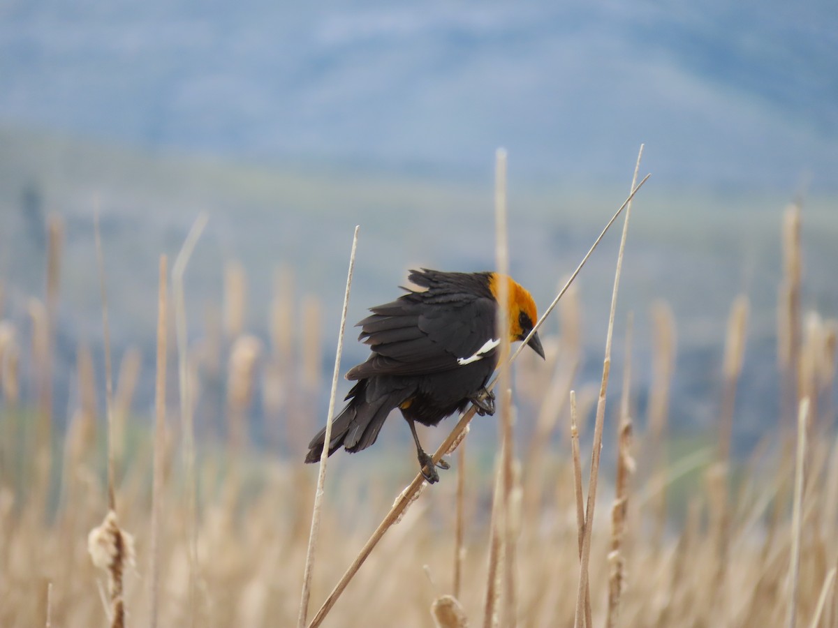 Yellow-headed Blackbird - Sara Griesemer