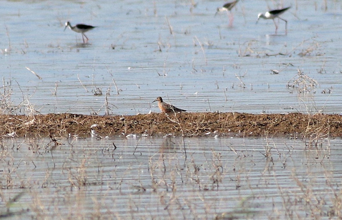 Red Knot - ML619539810