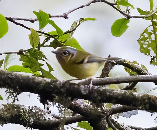 Black-eared Shrike-Babbler - Peter Seubert