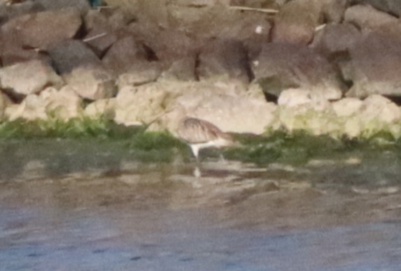 Eurasian Curlew - ML619539824