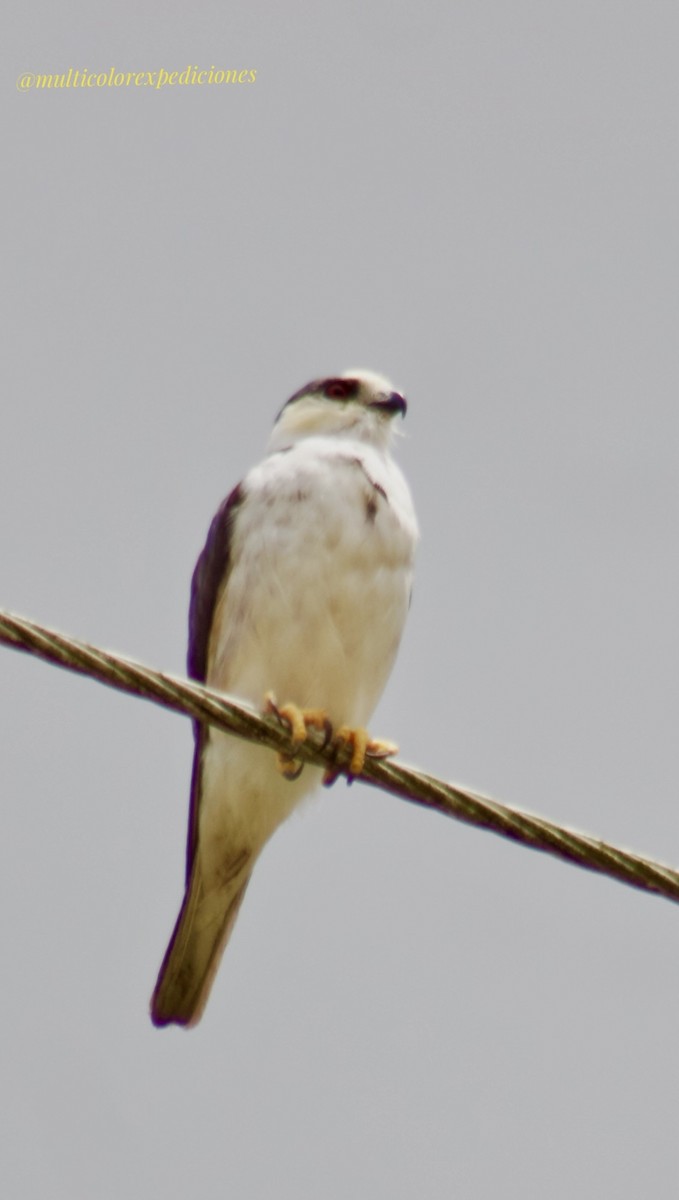 Pearl Kite - Jorge Vallejo