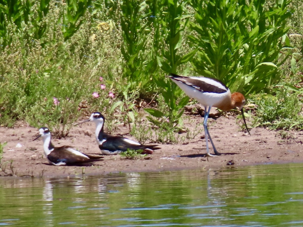 Black-necked Stilt - Holly Key