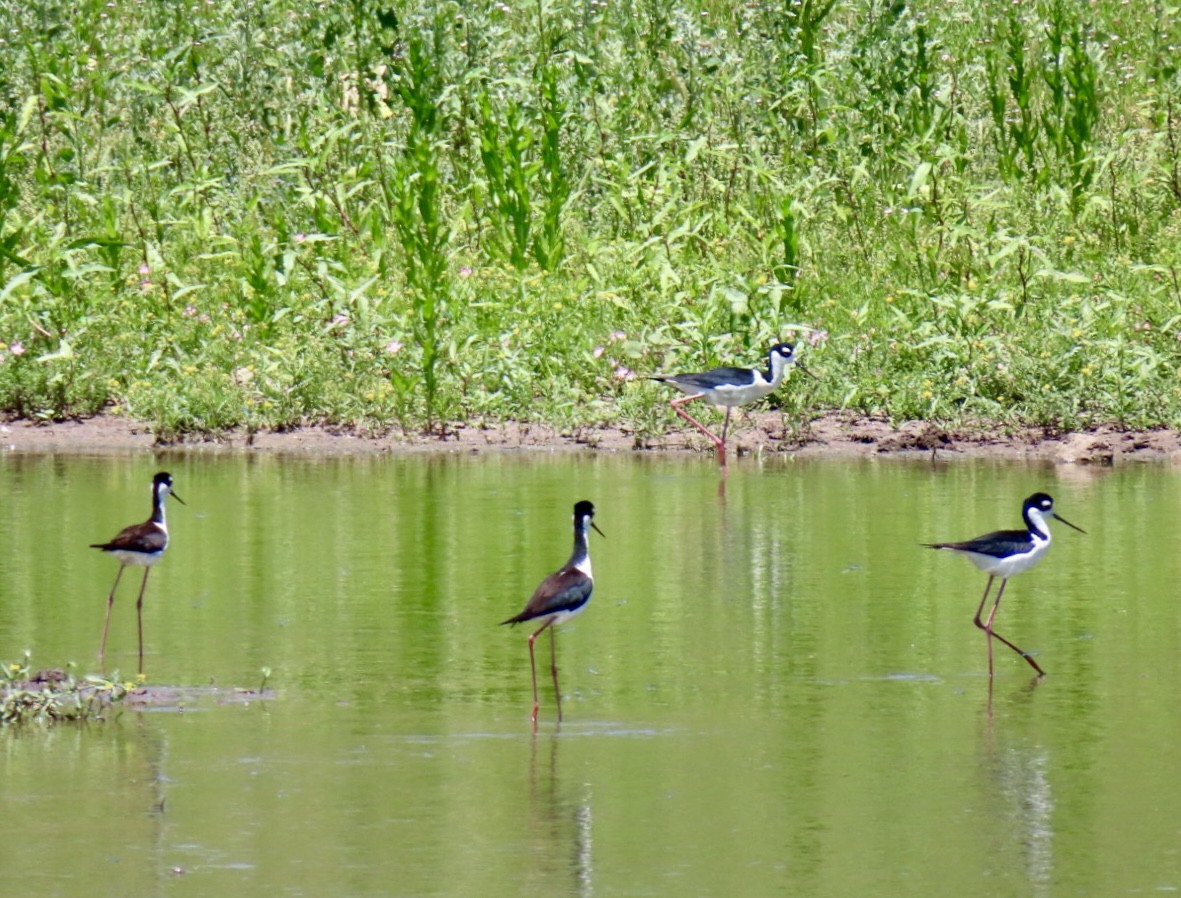 Black-necked Stilt - Holly Key