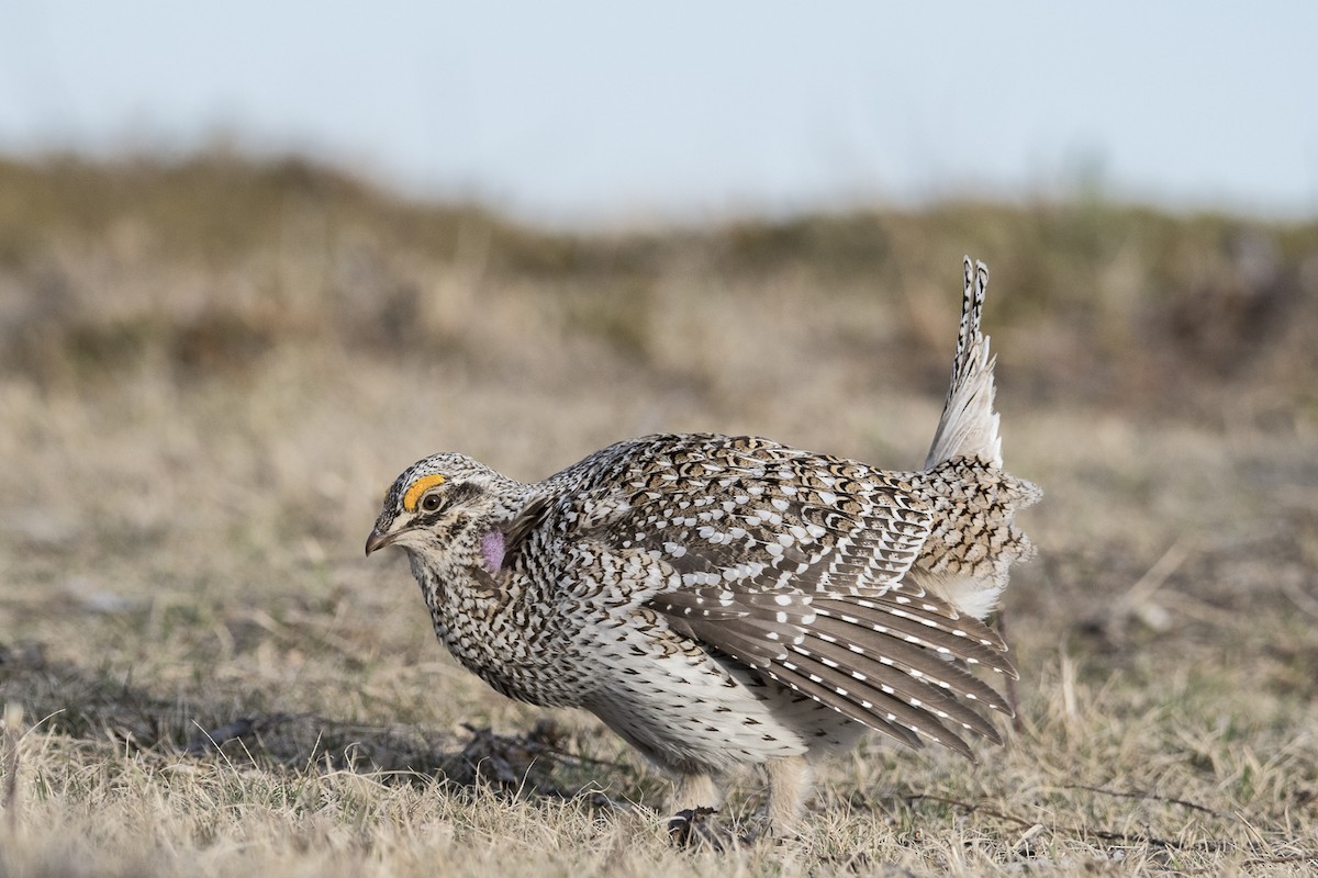 Sharp-tailed Grouse - Jameson Koehn