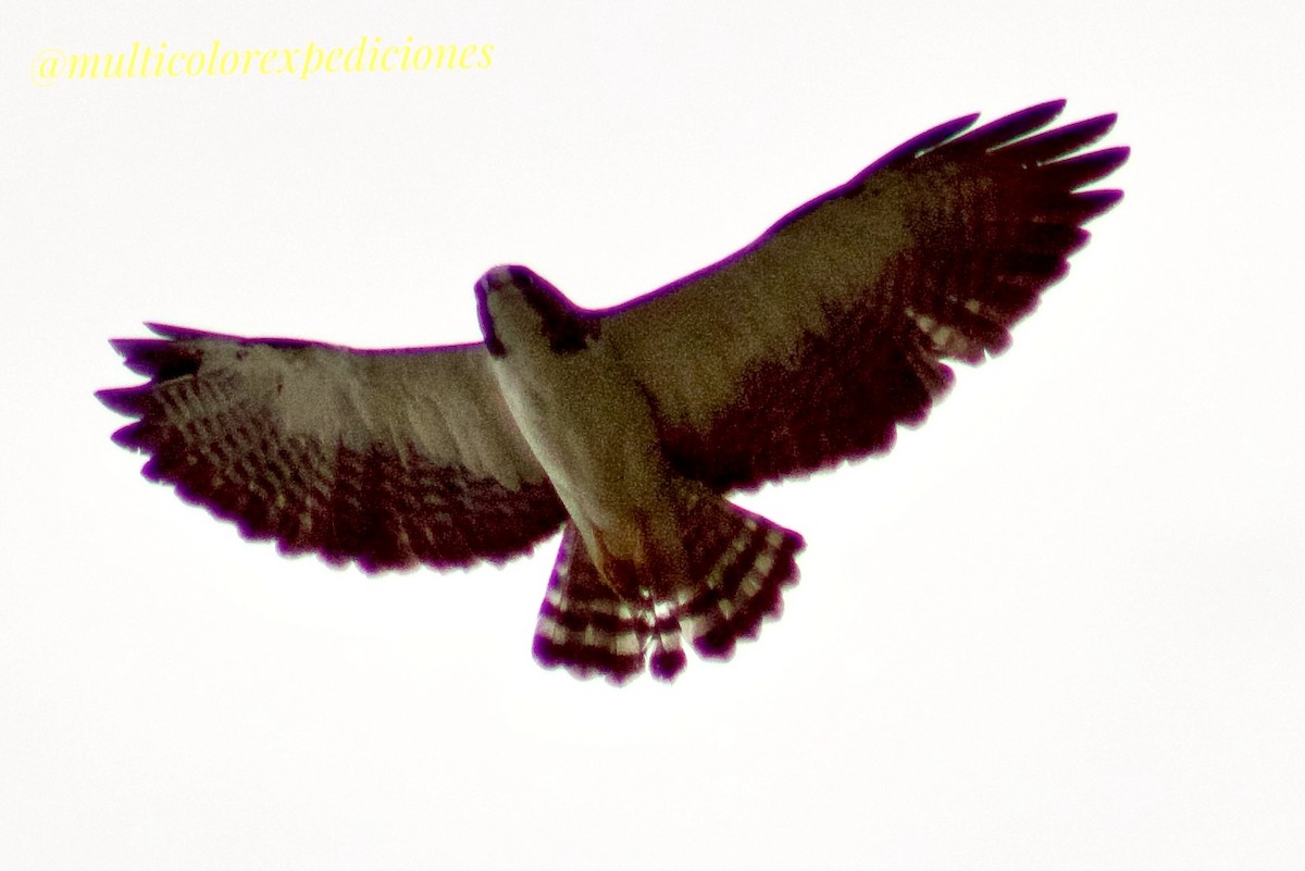 Short-tailed Hawk - Jorge Vallejo