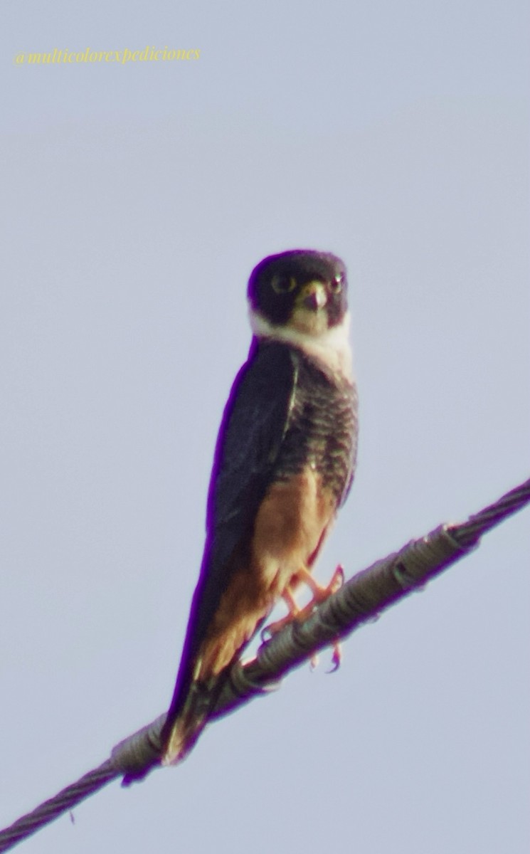 Aplomado Falcon - Jorge Vallejo