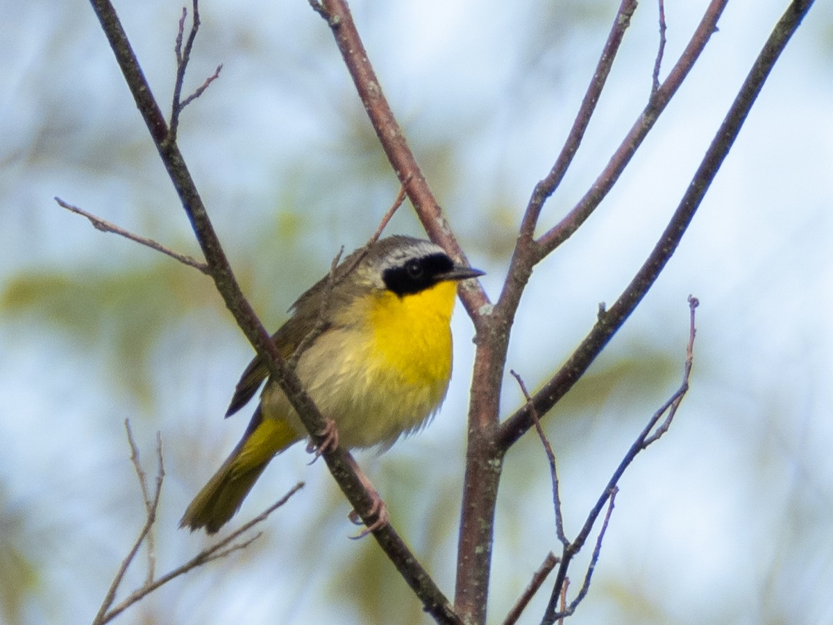 Common Yellowthroat - Fay Ratta