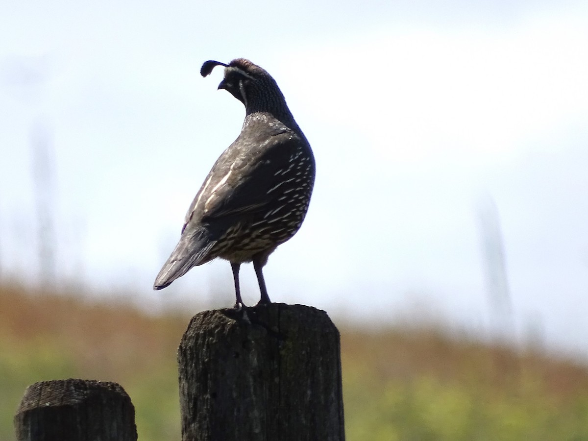 California Quail - Jim Walton