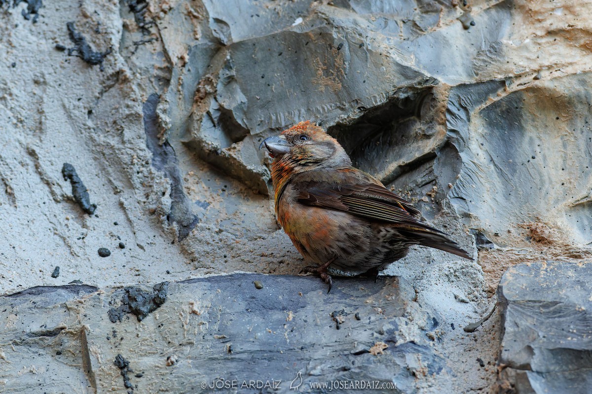 Red Crossbill - José Ardaiz Ganuza