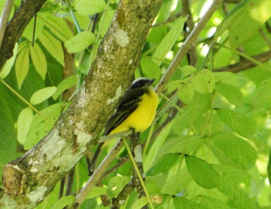 Social Flycatcher - Lucie Hamel