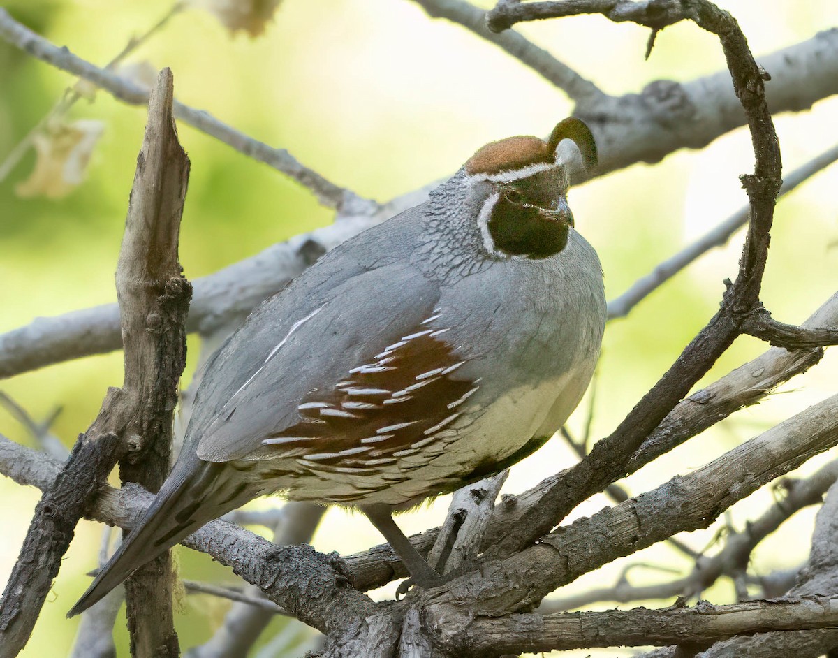 Gambel's Quail - Howard Cox