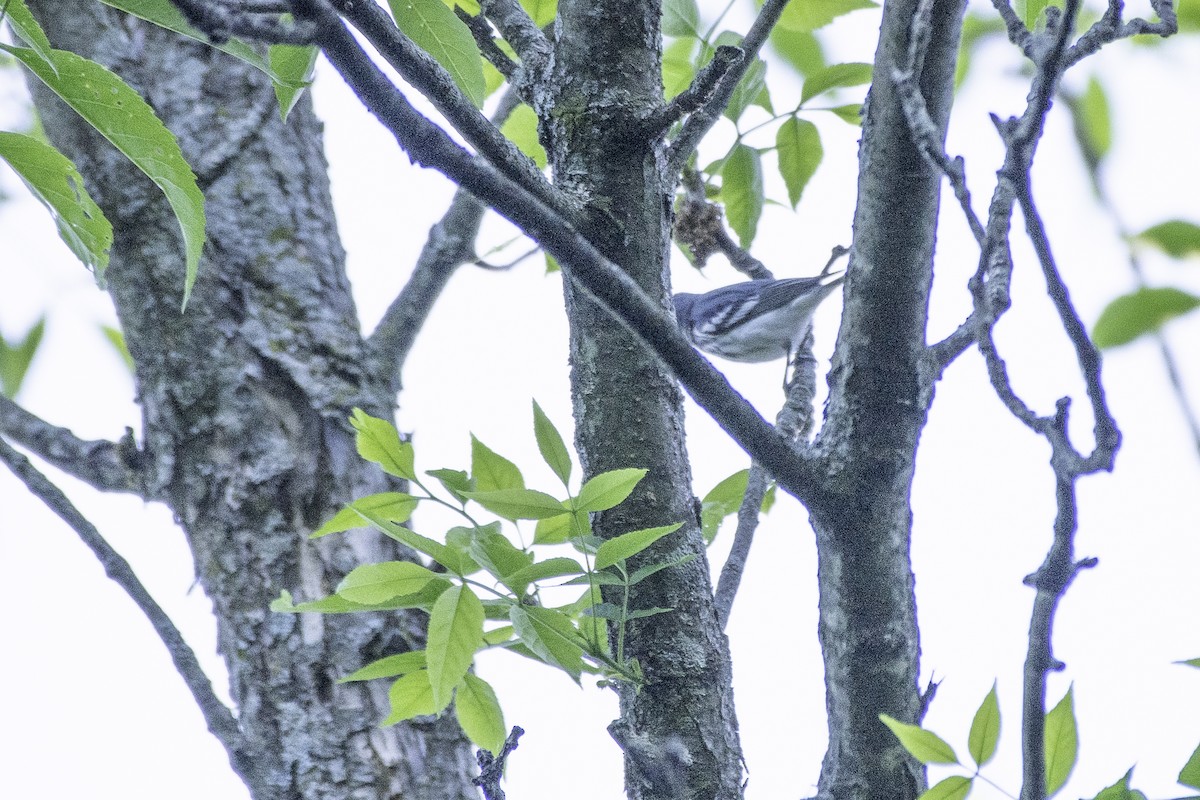 Cerulean Warbler - ML619539887