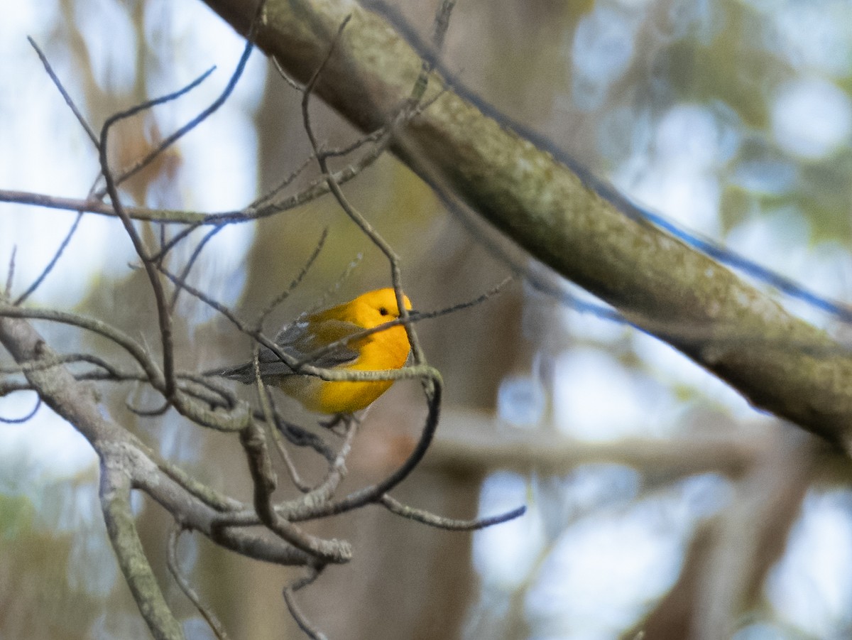 Prothonotary Warbler - Fay Ratta