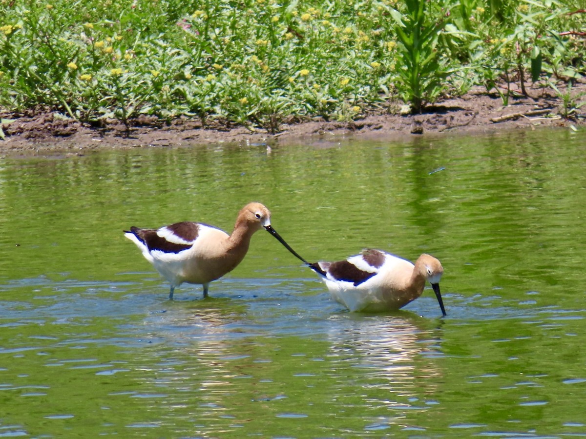 American Avocet - Holly Key