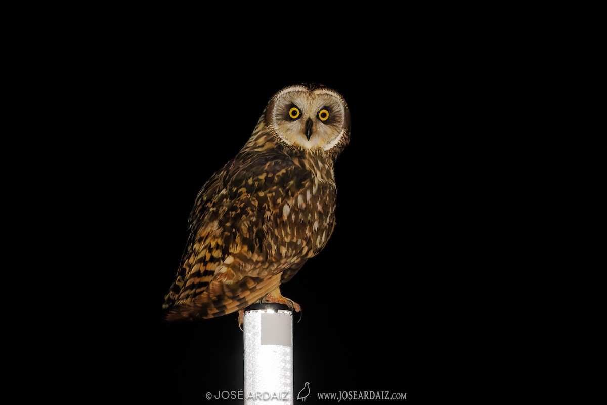 Short-eared Owl - José Ardaiz Ganuza