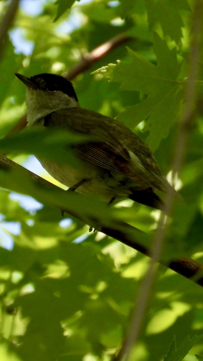 Eurasian Blackcap - Aynur Tosun