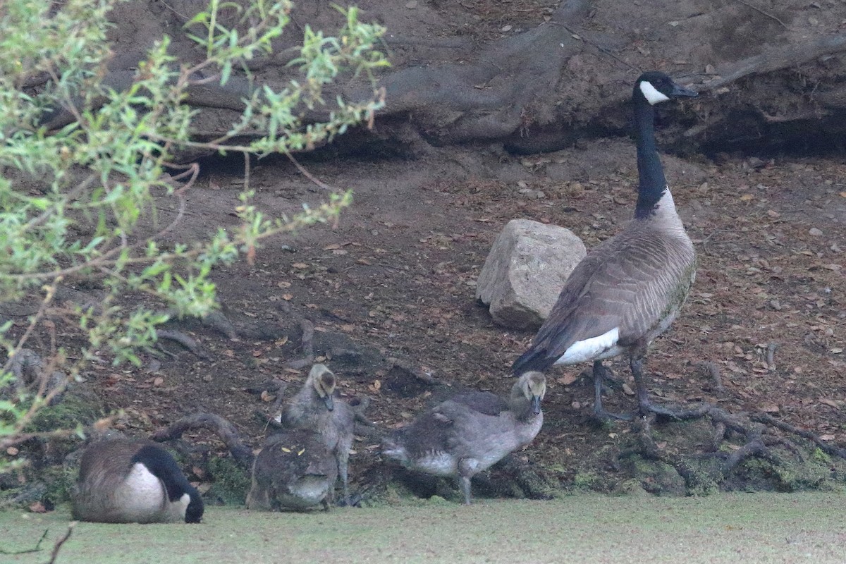 Canada Goose - Jeffrey Fenwick